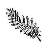 VL_Gleditsia_triacanthos_Sunburst