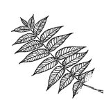VL_Juglans_nigra