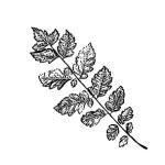 VL_Koelreuteria_paniculata