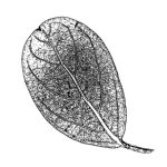 VL_Lagerstroemia_indica