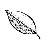 VL_Ligustrum_japonicum