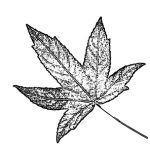 VL_Liquidambar_styraciflua