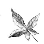 VL_Liquidambar_styraciflua_Slender_Silhouette