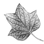 VL_Liriodendron_tulipifera