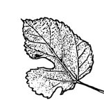 VL_Morus_alba_Pendula