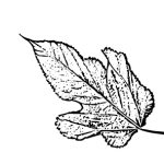 VL_Morus_nigra