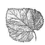 VL_Morus_nigra_Wellington