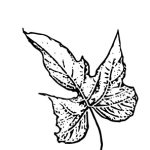VL_Morus_platanifolia_Fruitless