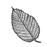 VL_Ostrya_carpinifolia