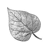 VL_Paulownia_tomentosa