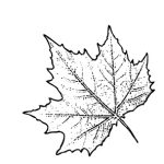 VL_Platanus_acerif_El_Gordo