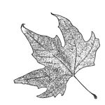 VL_Platanus_orientalis