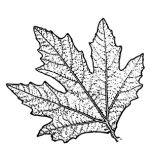 VL_Platanus_orientalis_Cuneata