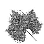 VL_Platanus_x_acerifolia