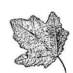 VL_Populus_alba_Nivea
