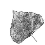 VL_Populus_nigra_Italica