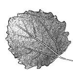 VL_Populus_tremula