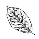 VL_Prunus_ cerasifera_Pissardii