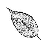 VL_Prunus_Accolade