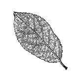 VL_Prunus_fruticosa_Globosa
