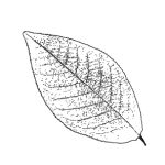 VL_Prunus_padus_Watereri