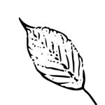 VL_Prunus_serrulata_Kanzan