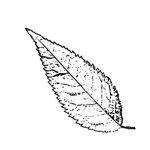 VL_Prunus_serrulata_Kiku-shidare-zakura