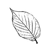 VL_Prunus_serrulata_sunset bu