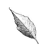 VL_Prunus_subhirtella_Autumnalis