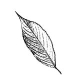 VL_Prunus_subhirtella_Pendula