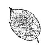 VL_Prunus_x_yedoensis