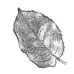 VL_Pyrus_calleryana_Chanticleer