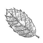 VL_Quercus_ilex