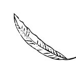 VL_Quercus_phellos