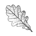 VL_Quercus_robur