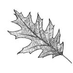 VL_Quercus_rubra
