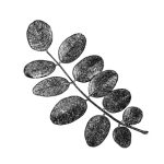 VL_Robinia_pseudoacacia