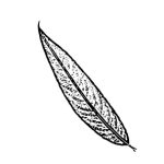 VL_Salix_alba
