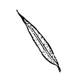 VL_Salix_babylonica