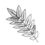 VL_Sophora_japonica