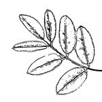 VL_Sophora_japonica_Regent