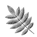 VL_Sorbus_aucuparia