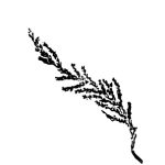 VL_Tamarix_gallica