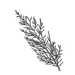 VL_Tamarix_ramosissima