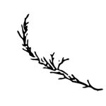 VL_Tamarix_tetranda