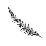 VL_Taxodium_distichum