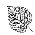 VL_Tilia_hybrida_Argentea