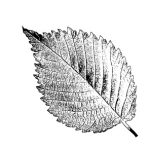 VL_Ulmus_campestris