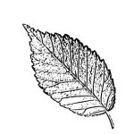 VL_Ulmus_pumila