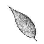 VL_Zelkova_serrata